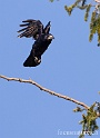 Corbeau 2923